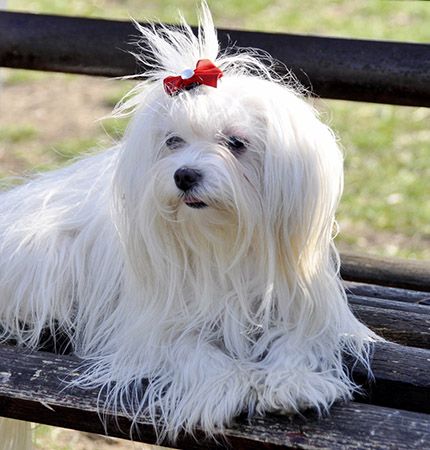 perro raza bichón maltés