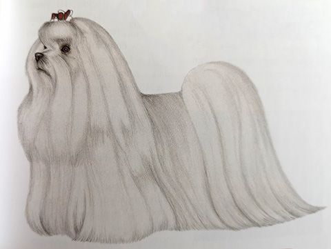 raza bichón maltés