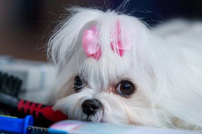 bichón maltés alergia